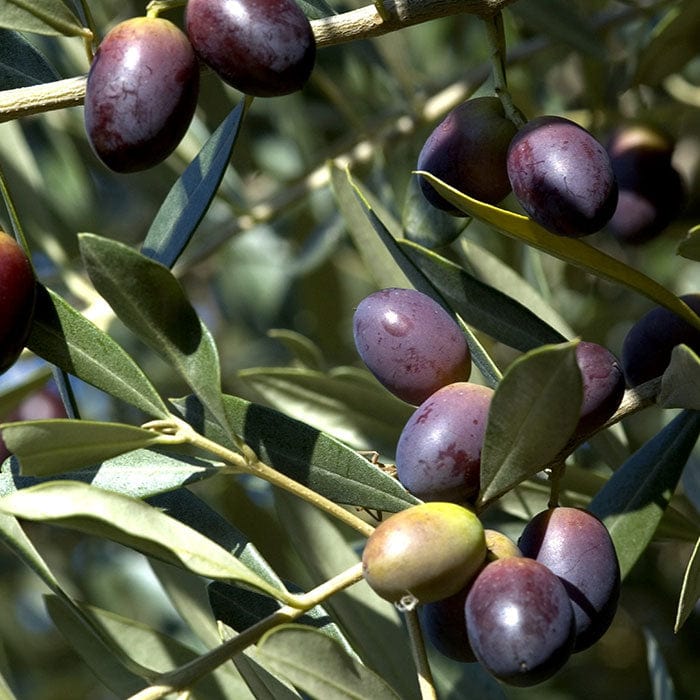 olive-700x700.jpg