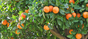 orange-2238x1000.jpg