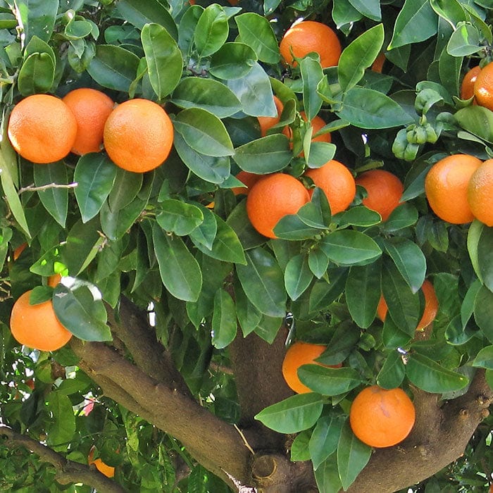 orange-700x700.jpg