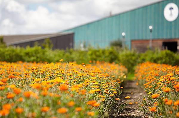 Marigold fields by the Neal's Yard Remedies ECO Headquarters