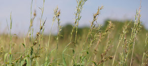 palmarosa-2238x1000_64385750-8678-4ea4-ad02-3148cddfef1d.jpg