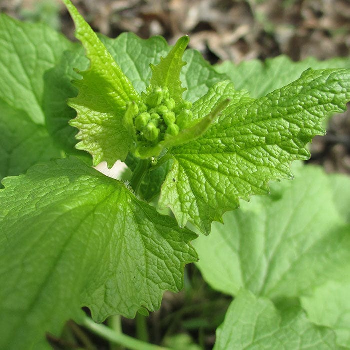 Pure Essence Eau de Parfum No.1 Frankincense 50ml