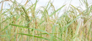 rice-2238x1000_ec095fae-d3ae-4a37-a186-4d06def83fb5.jpg