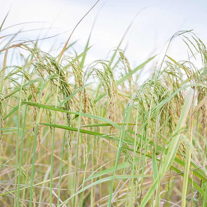 rice-700x700_f16f5024-3c4f-4034-99ed-62e03b5d84e6.jpg