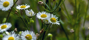 roman-chamomile-2238x1000_8d808557-ee6f-4902-9968-c7c7d5e2ac24.jpg