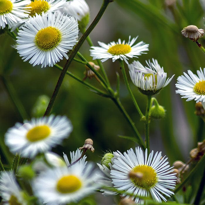 roman-chamomile-700x700_96ec18ed-5aba-42f5-a0f5-db50ffff7f17.jpg
