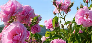 rose-1920x900_0c4c249e-4e47-48e9-bd11-8c3110ecf7c9.jpg