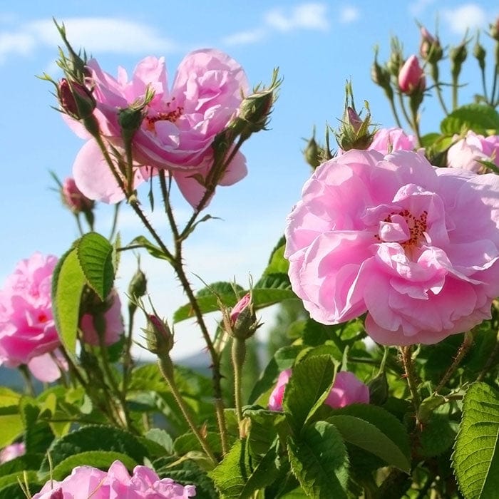 rose-700x700_c02204e3-0b90-4025-a965-b12ffb01444b.jpg