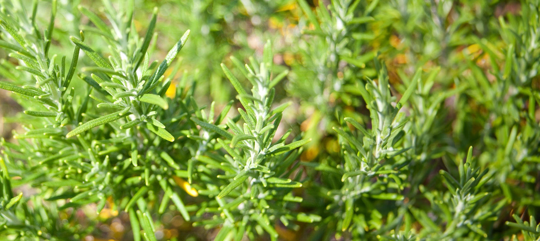 rosemary-2238x1000.jpg