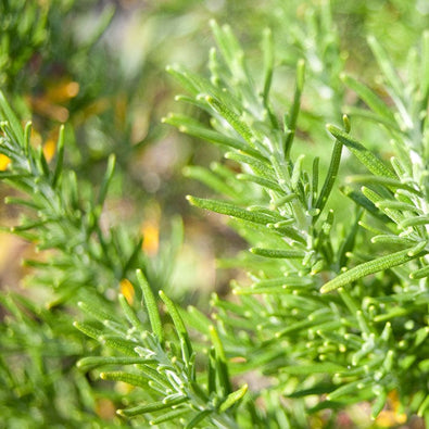 rosemary-700x700.jpg