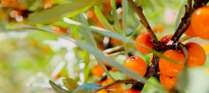 sea-buckthorn-2238x1000_a16a4882-3c23-4477-b4d9-b683cb4079d3.jpg
