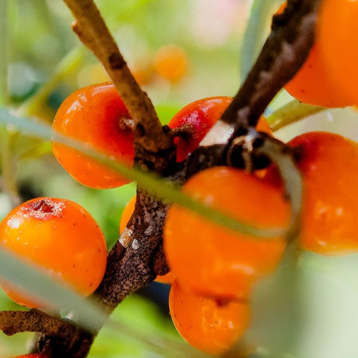 sea-buckthorn-700x700_6f5ed71e-7f0b-48fb-b425-45bba116fcbb.jpg