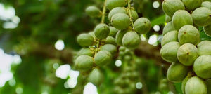shea-butter-2238x1000_e7f0ec51-a884-468c-9e58-c1471f561630.jpg