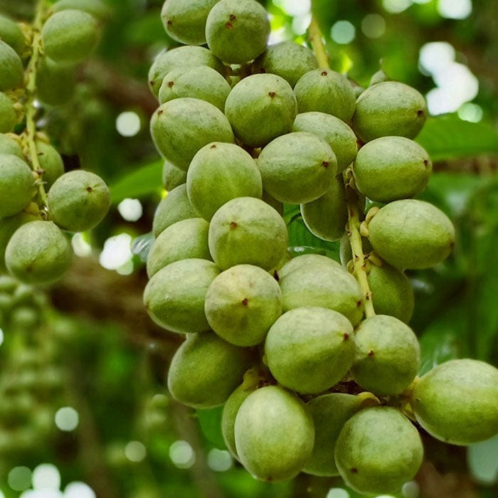 shea-butter-700x700_d4af7ab1-a4b3-4441-b865-fbabeee1d9a9.jpg