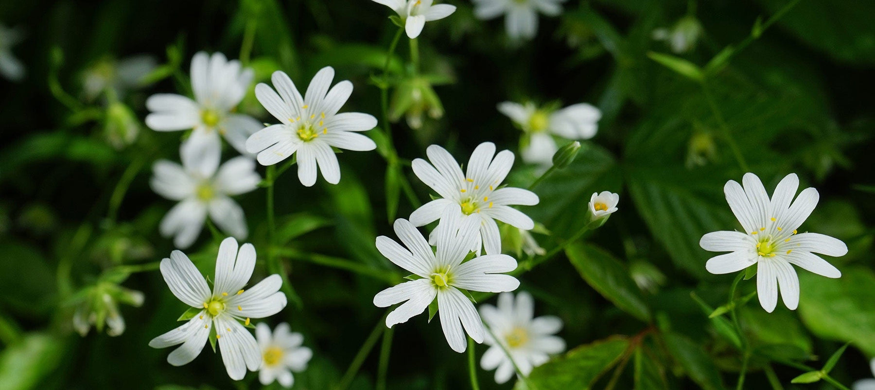stellaria-2238x1000-op.jpg