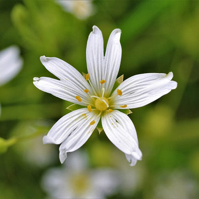 stellaria-700x700-op.jpg