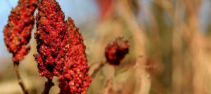 sumac-berry-wax-2238x1000.jpg