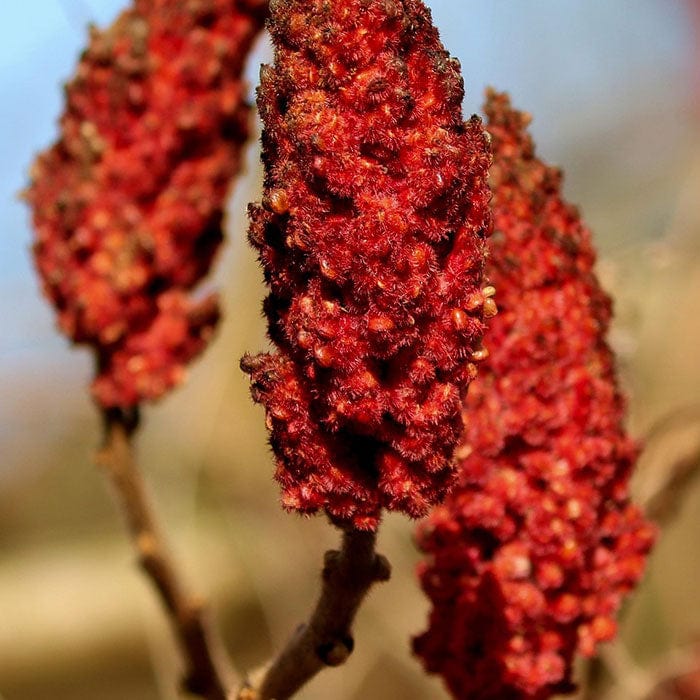 sumac-berry-wax-700x700.jpg