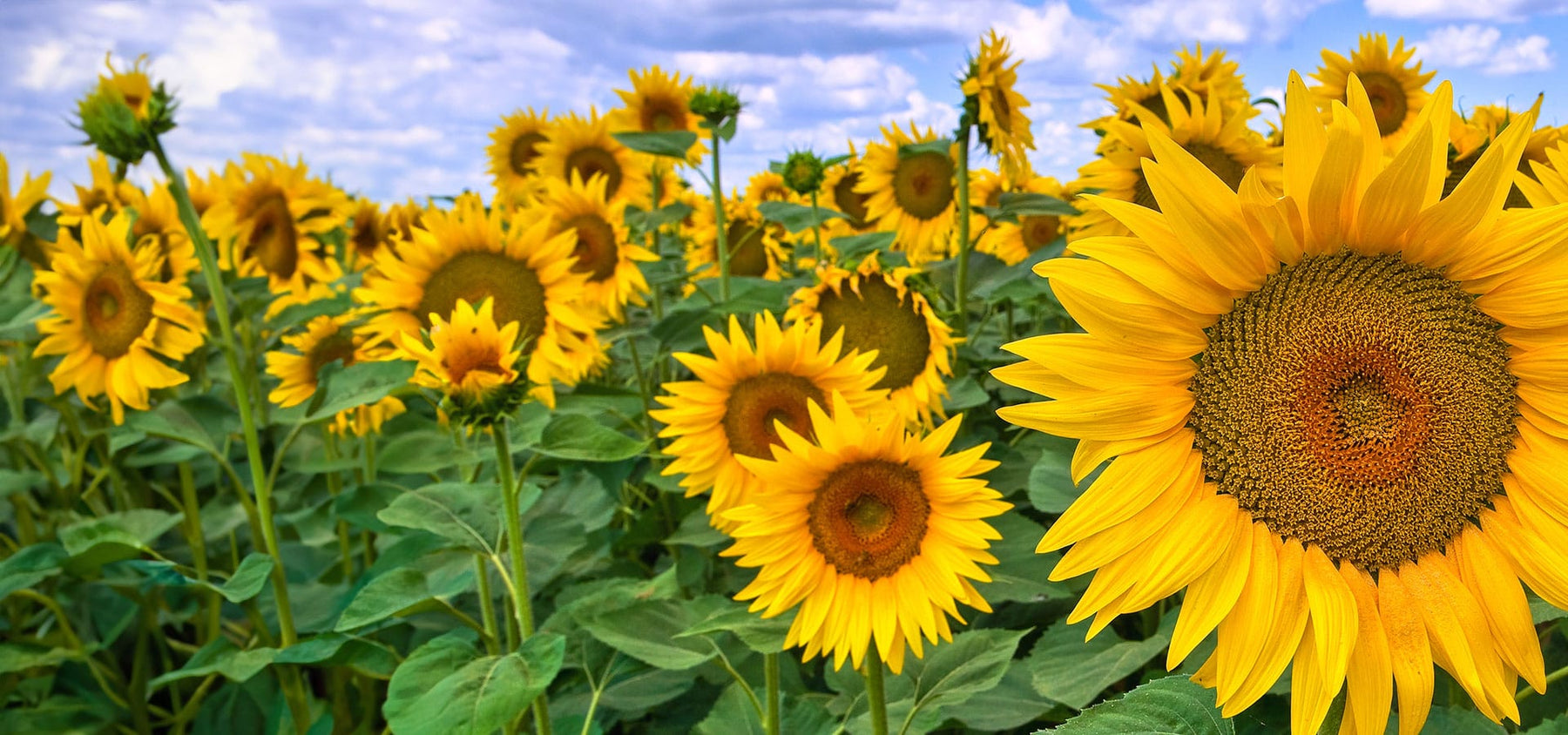 sunflower-1920x900_1e0c7181-9386-475a-893a-7f4ebe7e2fa0.jpg