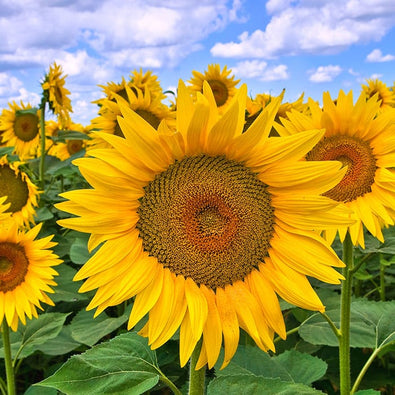 sunflower-700x700_9de3c660-e0f5-47d8-9b89-a6c29f3f2eb3.jpg