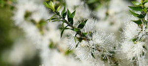 teatree-oil-2238x1000_5fadc0b8-e0fc-489f-b20d-9eb6de287803.jpg