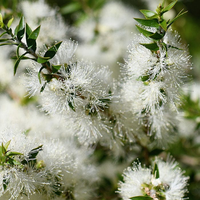 teatree-oil-700x700_a709e06c-b946-4198-9097-111ff4d42501.jpg