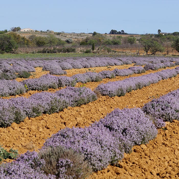 thyme-700x700.jpg