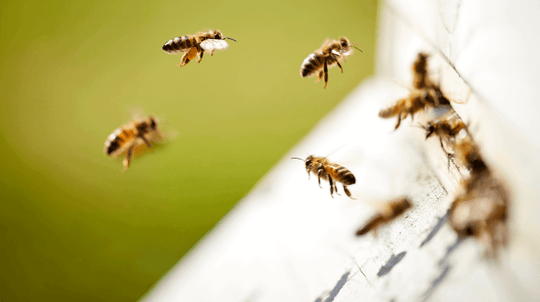 Picture of bees entering their bee hive - Neal's Yard Remedies