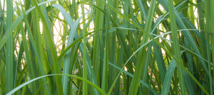 vetiver-essential-oil-2238x1000_7c5a956b-9119-4800-a5e5-75ba15fee3ef.jpg