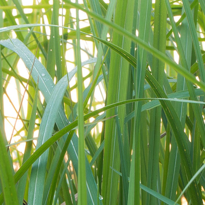 vetiver-ssential-oil-700x700_9cdf3df5-2a53-4276-937e-75a188d866d1.jpg