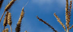 wheatgerm-2238x1000.jpg