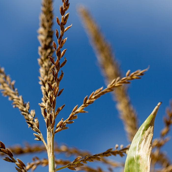 wheatgerm-700x700.jpg