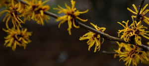 witch-hazel-2238x1000.jpg