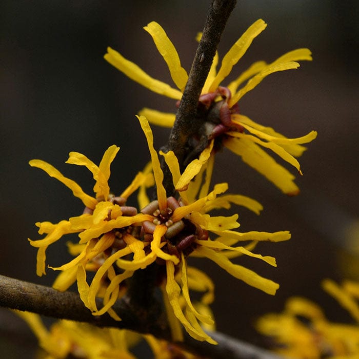 witch-hazel-700x700.jpg