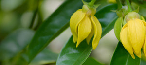 ylang-ylang-essential-oil-2238x1000_e417fd49-3f36-49bd-a26f-a45ee4de4e6c.jpg