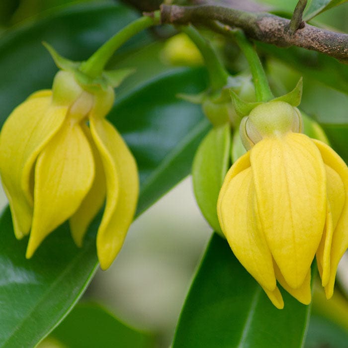 ylang-ylang-essential-oil-700x700_df3447a4-fdee-4226-93d5-9b1923ac73f4.jpg